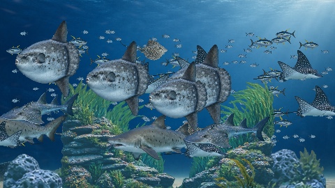 Lisora Ocean
